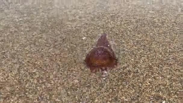 Brown Jellyfish Sandy Beach — Vídeo de stock