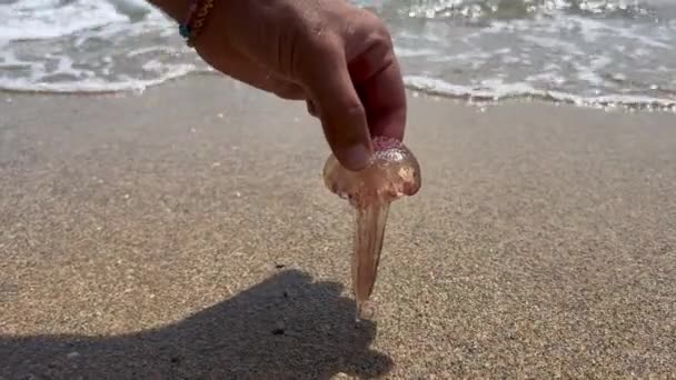 Male Hand Picking Small Jellyfish Beach — Stok video