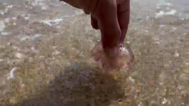Мужская Рука Поднимает Маленькую Медузу Пляже — стоковое видео