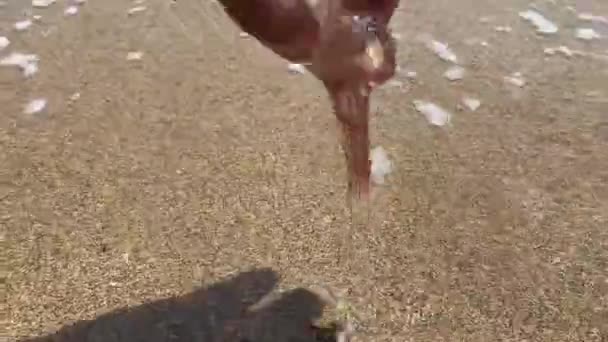 Мужская Рука Поднимает Маленькую Медузу Пляже — стоковое видео
