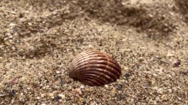 Sand falling on a seashell on a sandy beach
