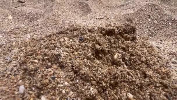 Крупный План Мужской Ноги Играющей Песком Пляже — стоковое видео
