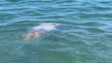 Man swimming under the sea surface