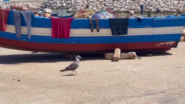 Seagull Bird Walking Small Harbor — 비디오