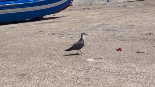 Seagull Bird Walking Small Harbor — Wideo stockowe