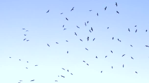 Gruppe Von Vögeln Fliegt Den Himmel — Stockvideo