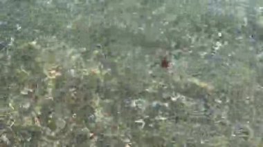 Jellyfish swimming on the mediterranean seashore