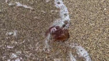 Brown jellyfish on a sandy beach