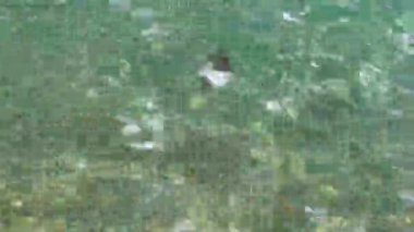 Jellyfish swimming on the mediterranean seashore