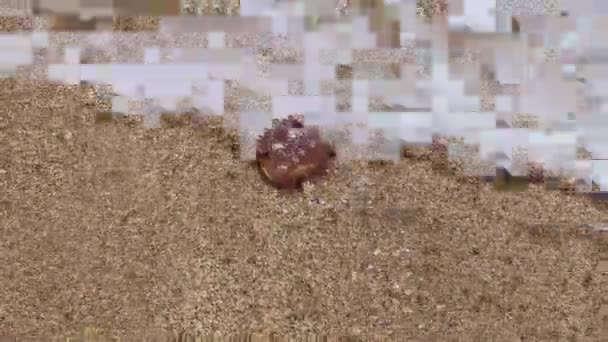 Коричневая Медуза Песчаном Пляже — стоковое видео