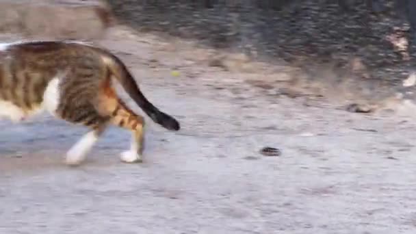 Γάτα Του Δρόμου Τρώει Ποντίκια — Αρχείο Βίντεο