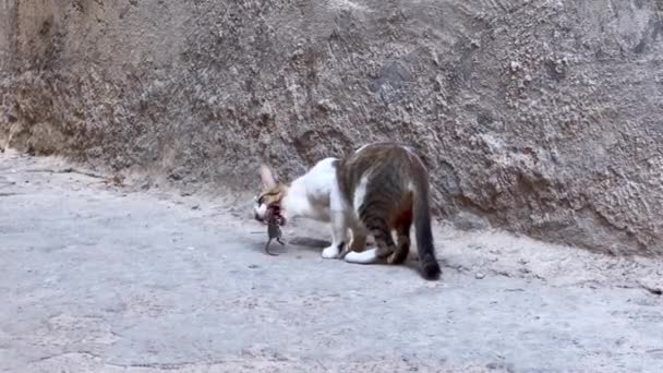 Γάτα Του Δρόμου Τρώει Ποντίκια — Αρχείο Βίντεο