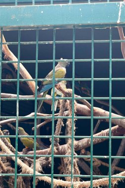 Papağan hayvanat bahçesindeki bir kafeste tutuluyor.
