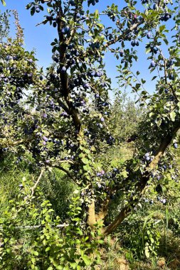 Kırsal kesimdeki arazinin kötü manzarası