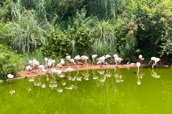 A group of pink African flamingos in a water pond