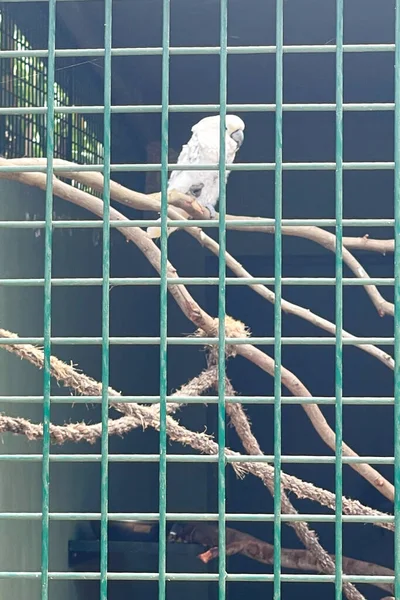 Loro Guacamayo Dentro Una Jaula Zoológico —  Fotos de Stock