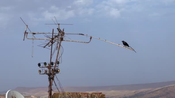 Raven Birds Perched Ariel Antenna — Stock Video