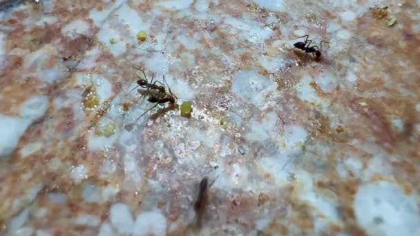 大理石の表面から食料を探すアリの群れ — ストック動画