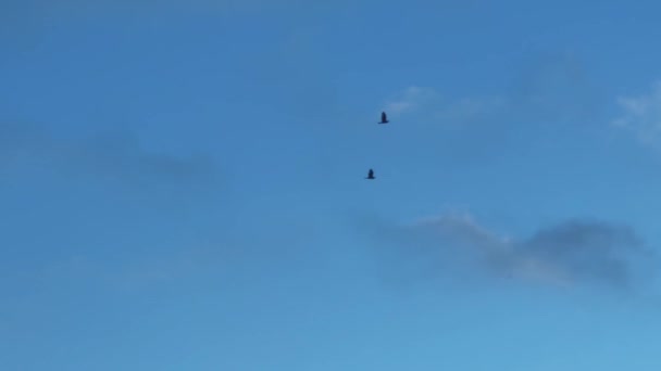 Dos Pájaros Negros Volando Con Cielo Azul Fondo — Vídeos de Stock