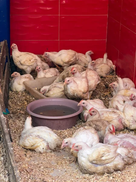 White chickens staying in a shop in Morocco