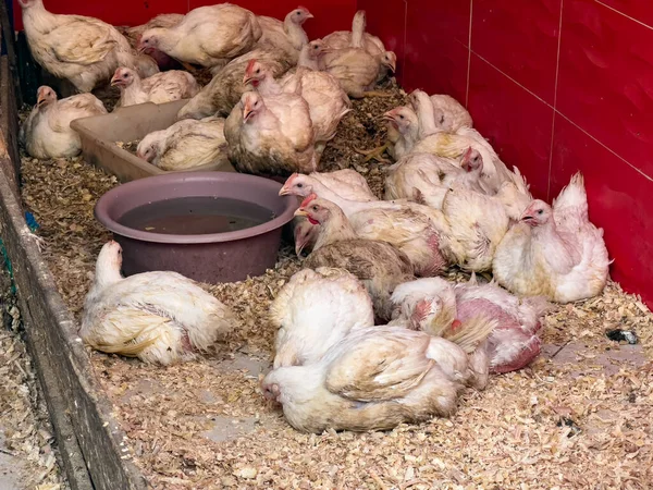 White chickens staying in a shop in Morocco