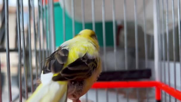 Piccolo Uccello Canarino Dentro Una Gabbia — Video Stock