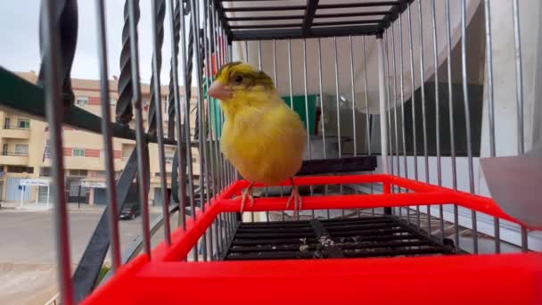 Piccolo Uccello Canarino Dentro Una Gabbia — Video Stock