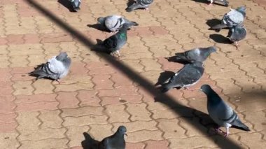Bir halk meydanından beslenen güvercin sürüsü.
