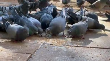 Bir halk meydanından beslenen güvercin sürüsü.
