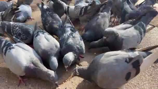 Manada Palomas Alimentándose Desde Suelo Una Plaza Pública — Vídeos de Stock