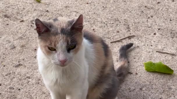 Uliczny Kot Stojący Sam Zewnątrz — Wideo stockowe