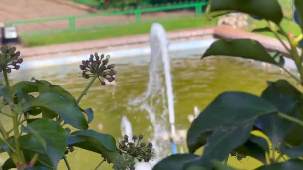 Лионский Сад Ифране — стоковое видео