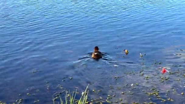 鳥やアヒルが湖で泳いでいる — ストック動画