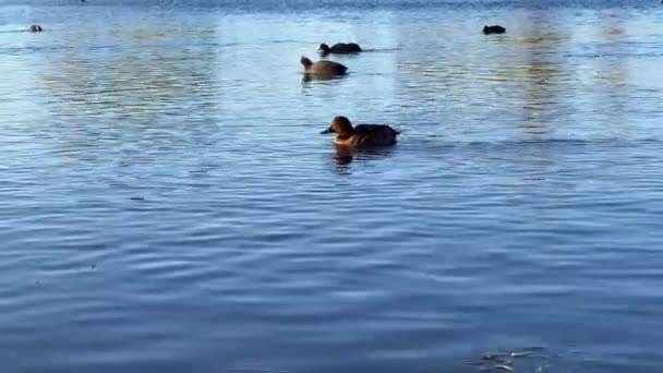 鳥やアヒルが湖で泳いでいる — ストック動画