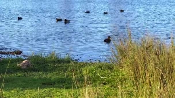鳥やアヒルが湖で泳いでいる — ストック動画