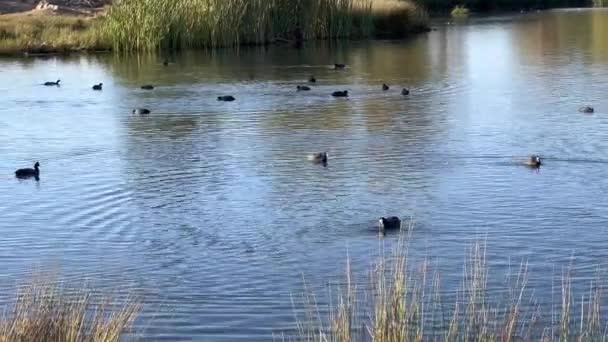 Куриные Птицы Утки Плавающие Озере — стоковое видео