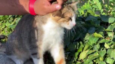Erkek eli dışarıda evsiz bir kediyi okşuyor.