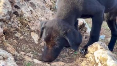 Kırsalda siyah evsiz bir köpek