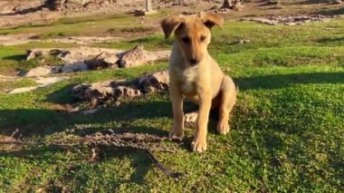 Evsiz köpekler vahşi doğada birlikte oynuyorlar.