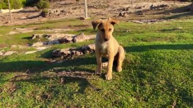 Evsiz köpekler vahşi doğada birlikte oynuyorlar.