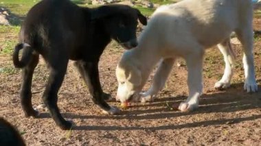 Evsiz köpek hayatta kalmak için üzüm yiyor.