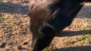 Evsiz köpek hayatta kalmak için üzüm yiyor.