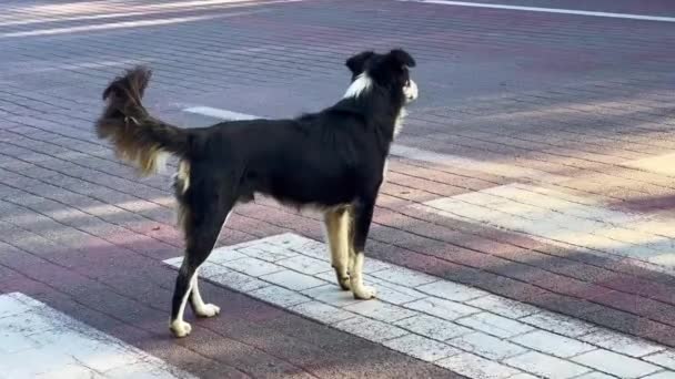 Pes Bez Domova Stojící Liniích Zebry — Stock video