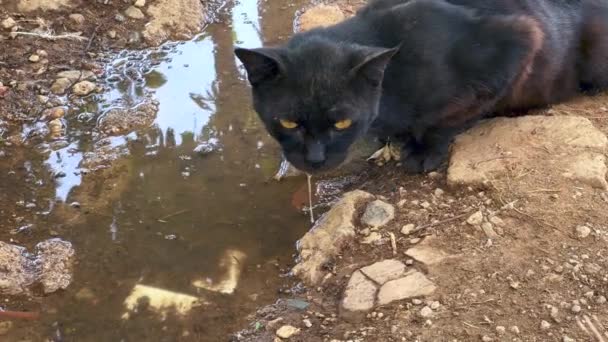 屋外の水たまりからのホームレスの猫の飲料水 — ストック動画
