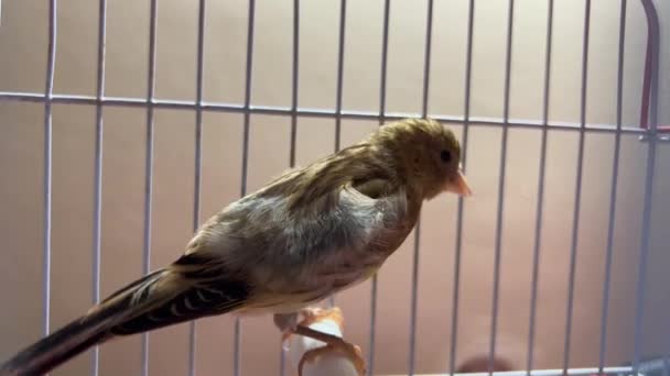 Single Goldfinch Bird Small Cage — Stock Video