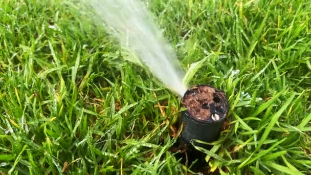 Automatisk Vattenspridare Vattna Den Gröna Trädgården — Stockvideo