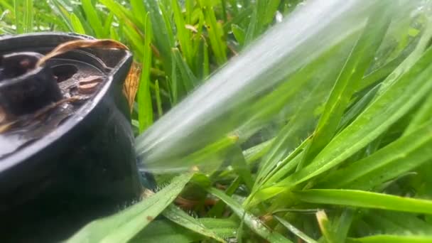 Aspersor Automático Água Regando Jardim Verde — Vídeo de Stock