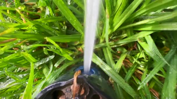 Aspersor Automático Agua Que Riega Jardín Verde — Vídeos de Stock