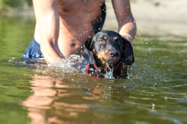 Genç bir adam daksund köpeğine sıcak bir yaz gününde nehirde yüzmeyi öğretir.