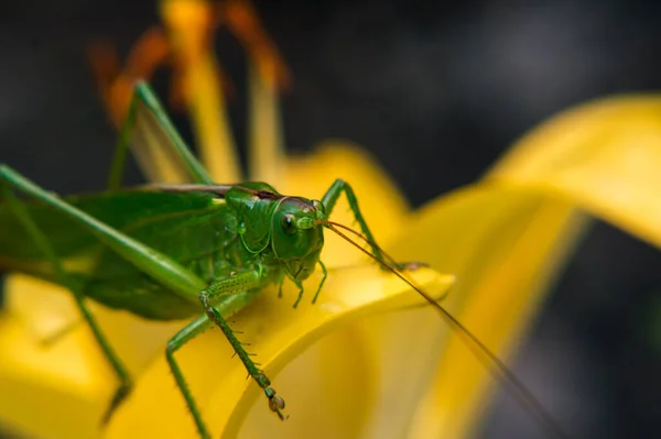 Green Grasshopper Sits Yellow Lily Dewdrops Early Morning — Stock Photo, Image